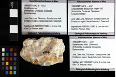 Foto (Objket + Etiketten) von Cracensigillatus acutirostris (Moericke, 1889) 